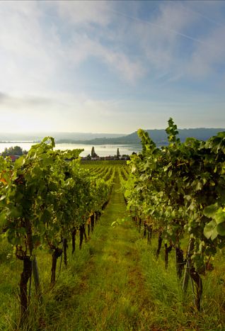 Rebzeilen, Sicht auf Petersinsel